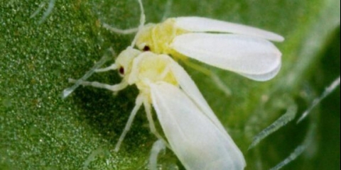 Bijela mušica na ružama: mjere suzbijanja u proljeće i jesen